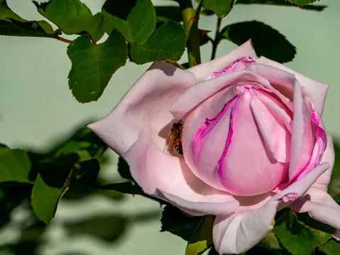 Android 下载二维码